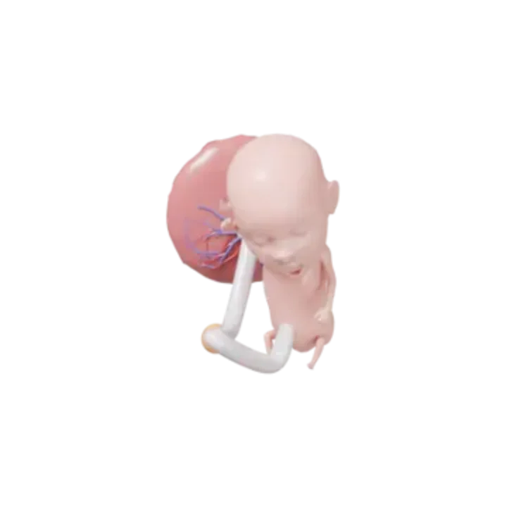 Bébé à 11 SA en 3D, modélisé par Klelia d’après les mesures de la semaine, vue agrandie 2 fois