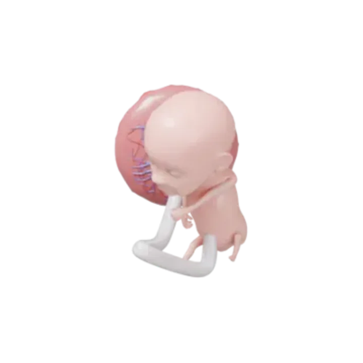 Bébé à 12 SA en 3D, modélisé par Klelia d’après les mesures de la semaine, vue agrandie 2 fois