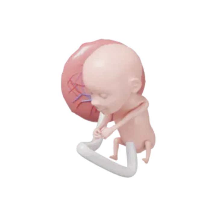 Bébé à 13 SA en 3D, modélisé par Klelia d’après les mesures de la semaine, vue agrandie 2 fois