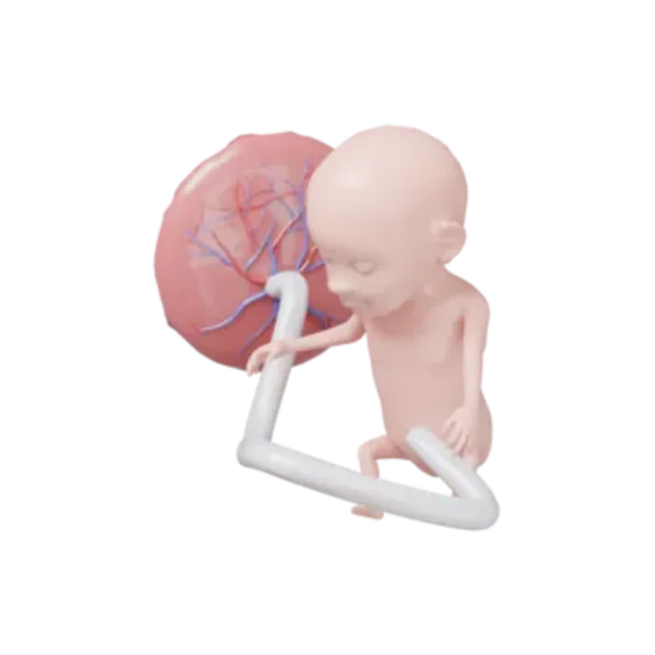 Bébé à 14 SA en 3D, modélisé par Klelia d’après les mesures de la semaine, vue agrandie 2 fois