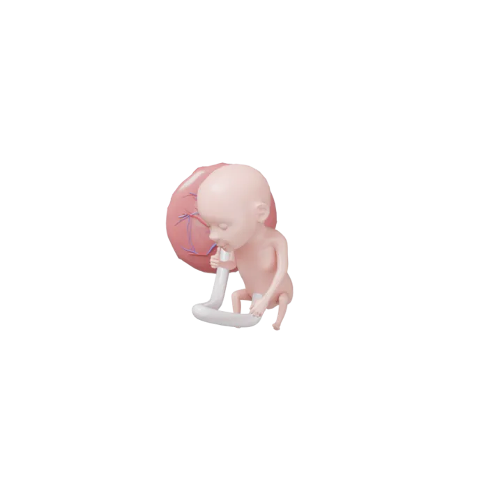 Bébé à 15 SA en 3D, modélisé par Klelia d’après les mesures de la semaine