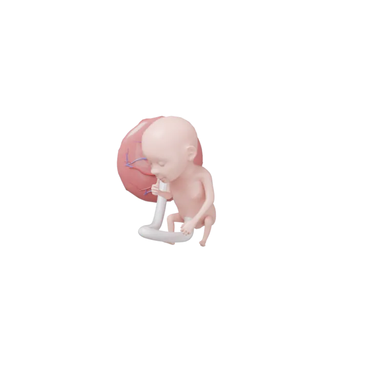 Bébé à 16 SA en 3D, modélisé par Klelia d’après les mesures de la semaine