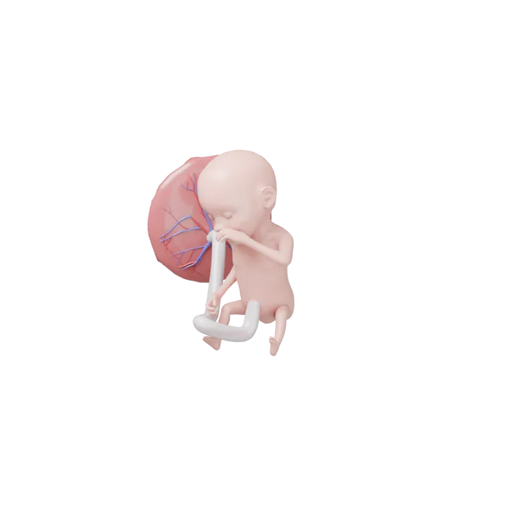 Bébé à 17 SA en 3D, modélisé par Klelia d’après les mesures de la semaine