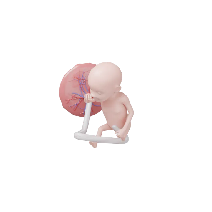 Bébé à 19 SA en 3D, modélisé par Klelia d’après les mesures de la semaine