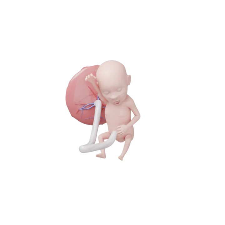 Bébé à 20 SA en 3D, modélisé par Klelia d’après les mesures de la semaine