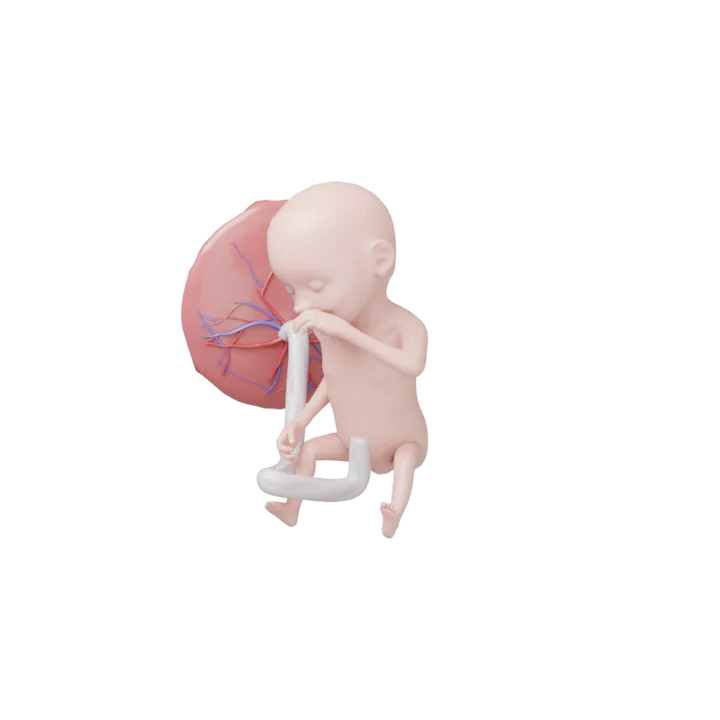 Bébé à 21 SA en 3D, modélisé par Klelia d’après les mesures de la semaine