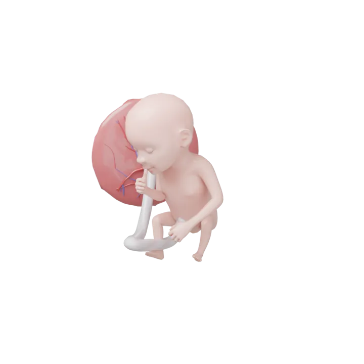 Bébé à 22 SA en 3D, modélisé par Klelia d’après les mesures de la semaine