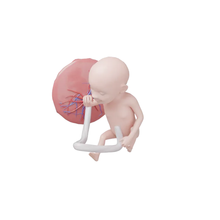 Bébé à 23 SA en 3D, modélisé par Klelia d’après les mesures de la semaine