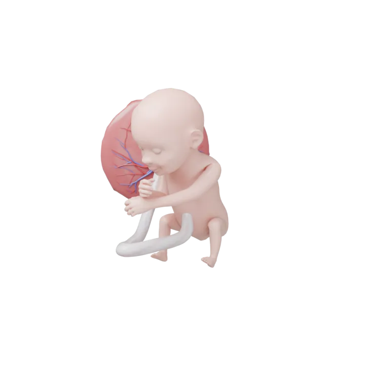 Bébé à 24 SA en 3D, modélisé par Klelia d’après les mesures de la semaine