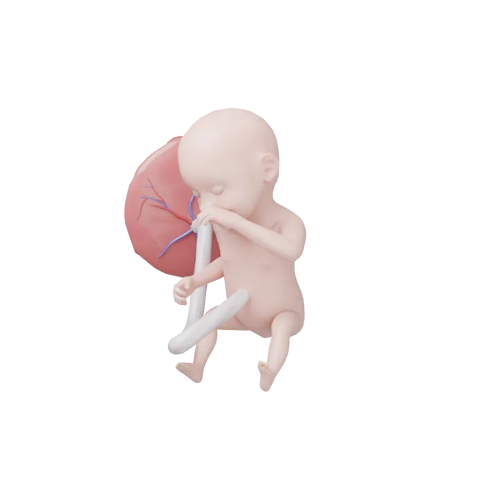 Bébé à 26 SA en 3D, modélisé par Klelia d’après les mesures de la semaine