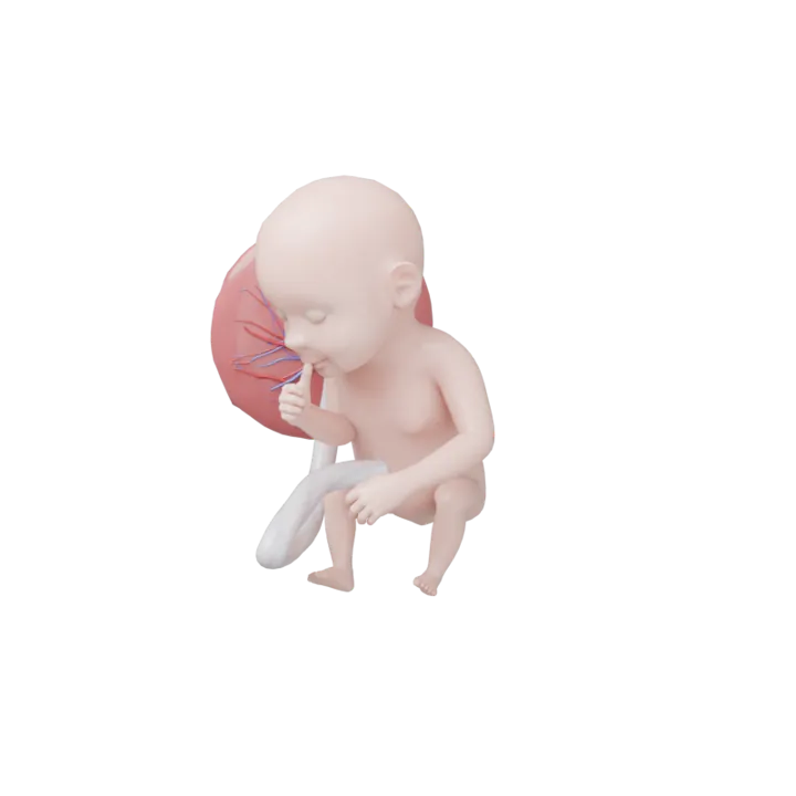 Bébé à 27 SA en 3D, modélisé par Klelia d’après les mesures de la semaine
