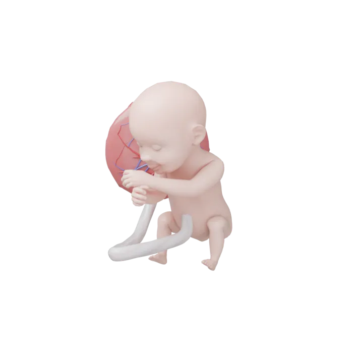 Bébé à 28 SA en 3D, modélisé par Klelia d’après les mesures de la semaine