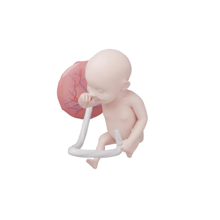 Bébé à 29 SA en 3D, modélisé par Klelia d’après les mesures de la semaine