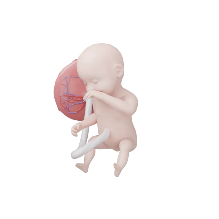 Bébé à 30 SA en 3D, modélisé par Klelia d’après les mesures de la semaine
