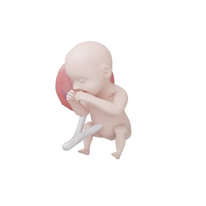 Bébé à 31 SA en 3D, modélisé par Klelia d’après les mesures de la semaine