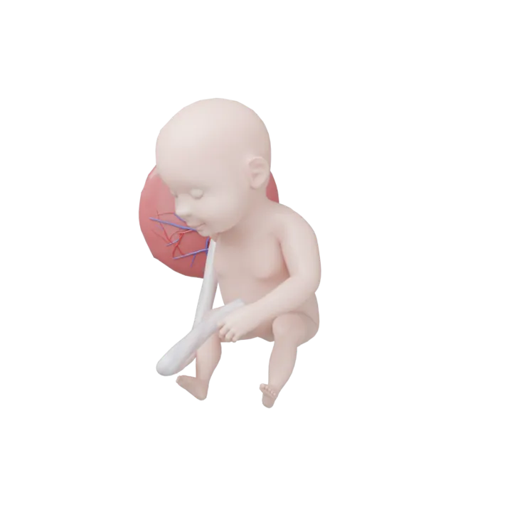 Bébé à 32 SA en 3D, modélisé par Klelia d’après les mesures de la semaine