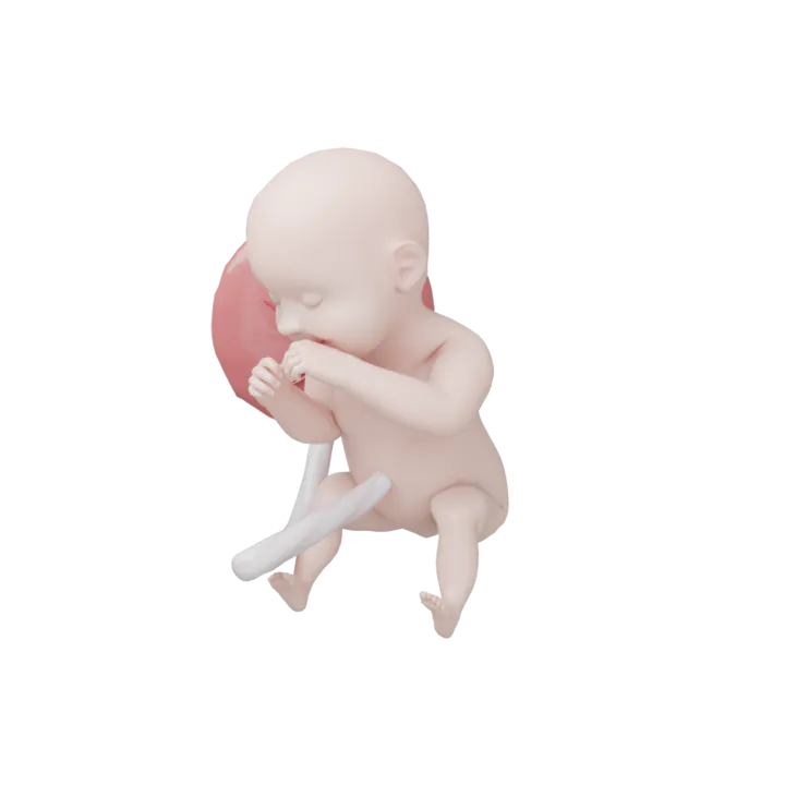 Bébé à 33 SA en 3D, modélisé par Klelia d’après les mesures de la semaine