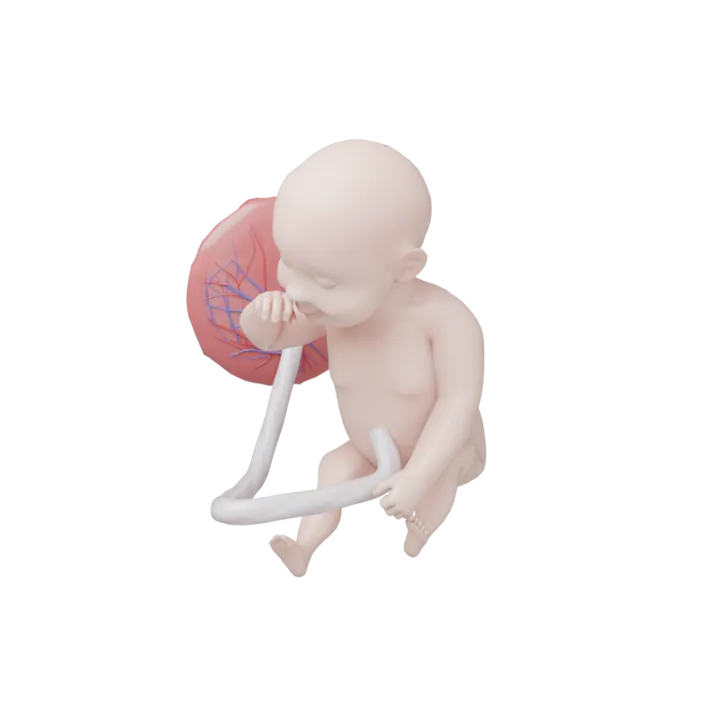 Bébé à 34 SA en 3D, modélisé par Klelia d’après les mesures de la semaine