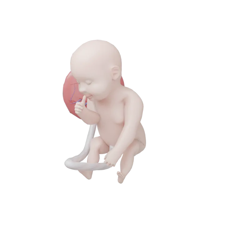 Bébé à 35 SA en 3D, modélisé par Klelia d’après les mesures de la semaine