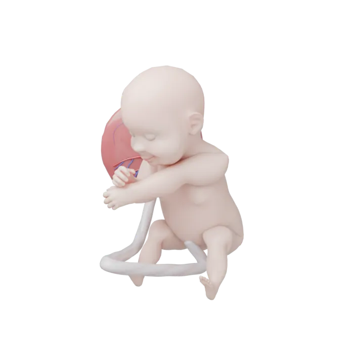 Bébé à 36 SA en 3D, modélisé par Klelia d’après les mesures de la semaine