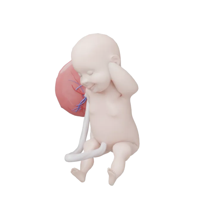 Bébé à 37 SA en 3D, modélisé par Klelia d’après les mesures de la semaine