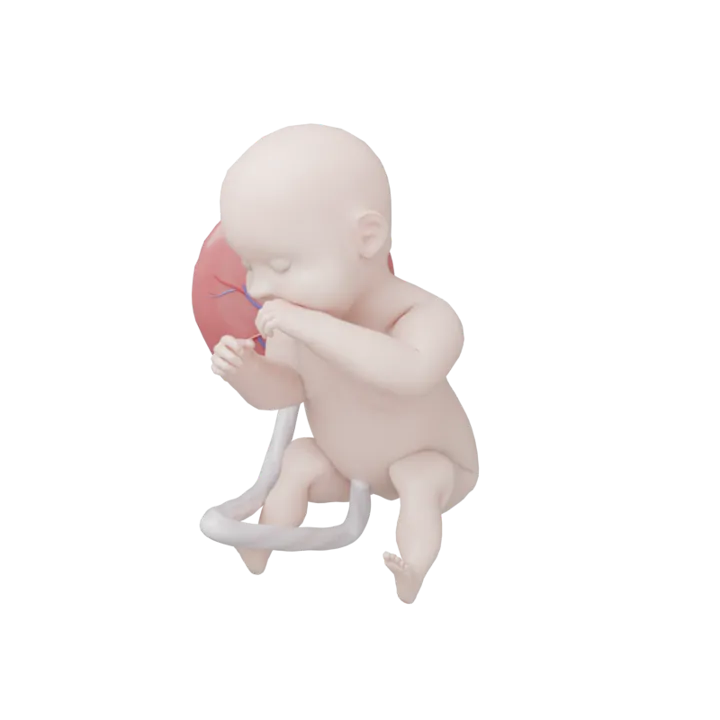 Bébé à 38 SA en 3D, modélisé par Klelia d’après les mesures de la semaine