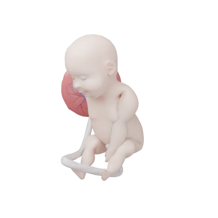 Bébé à 39 SA en 3D, modélisé par Klelia d’après les mesures de la semaine