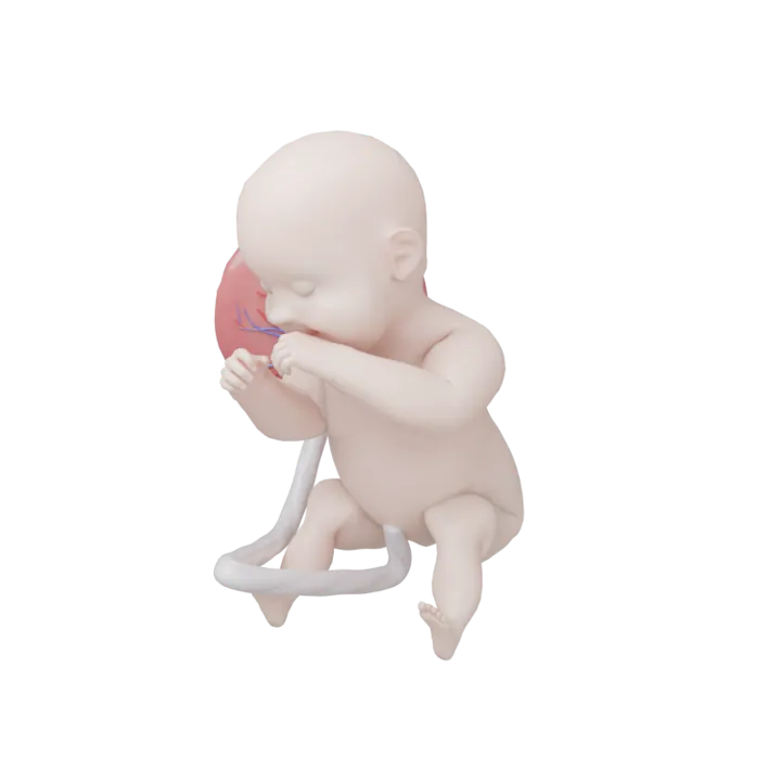 Bébé à 40 SA en 3D, modélisé par Klelia d’après les mesures de la semaine