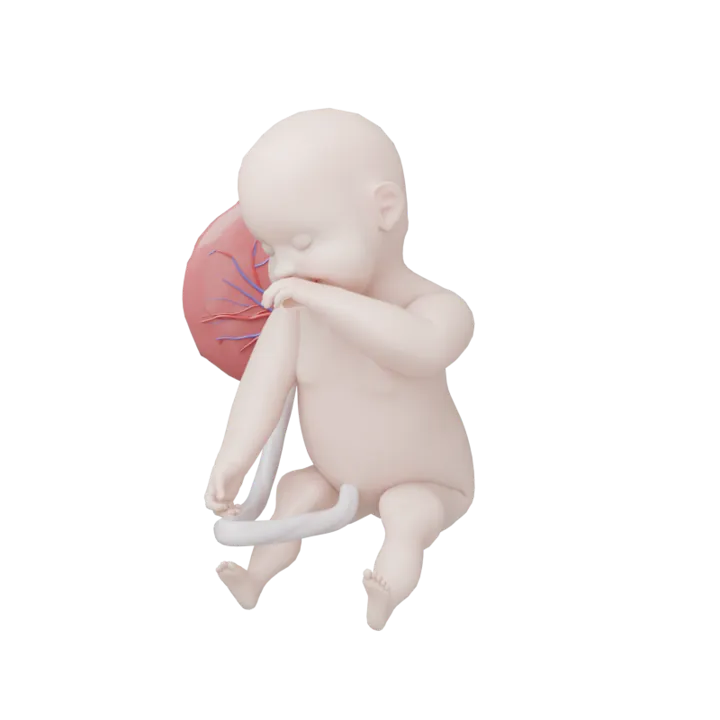 Bébé à 41 SA en 3D, modélisé par Klelia d’après les mesures de la semaine