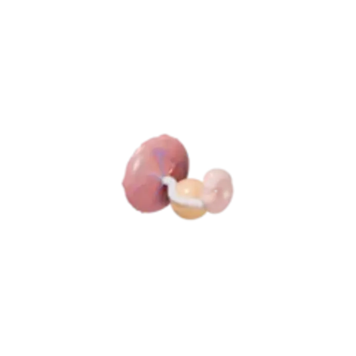 Bébé à 6 SA en 3D, modélisé par Klelia d’après les mesures de la semaine, vue agrandie 3 fois