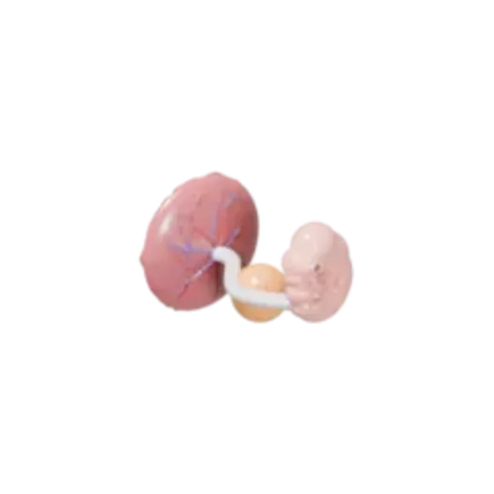 Bébé à 7 SA en 3D, modélisé par Klelia d’après les mesures de la semaine, vue agrandie 3 fois