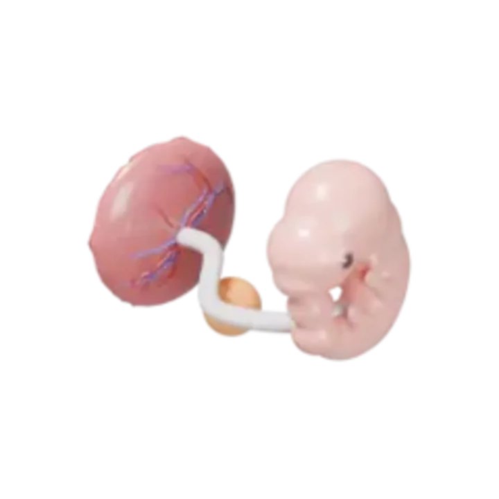 Bébé à 8 SA en 3D, modélisé par Klelia d’après les mesures de la semaine, vue agrandie 3 fois