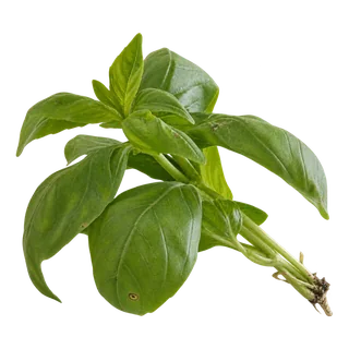 Basilic