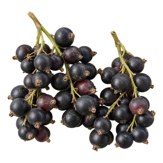 Cassis