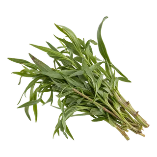 Estragon