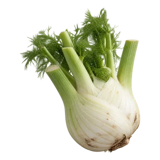 Fenouil