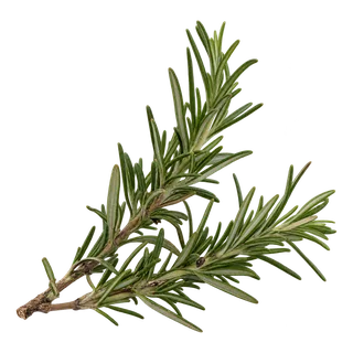Romarin