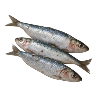 Sardine